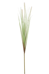 Dogtail Grass