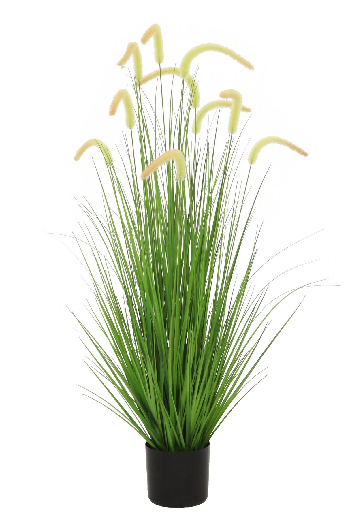 Dogtail Grass