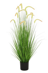 Dogtail Grass