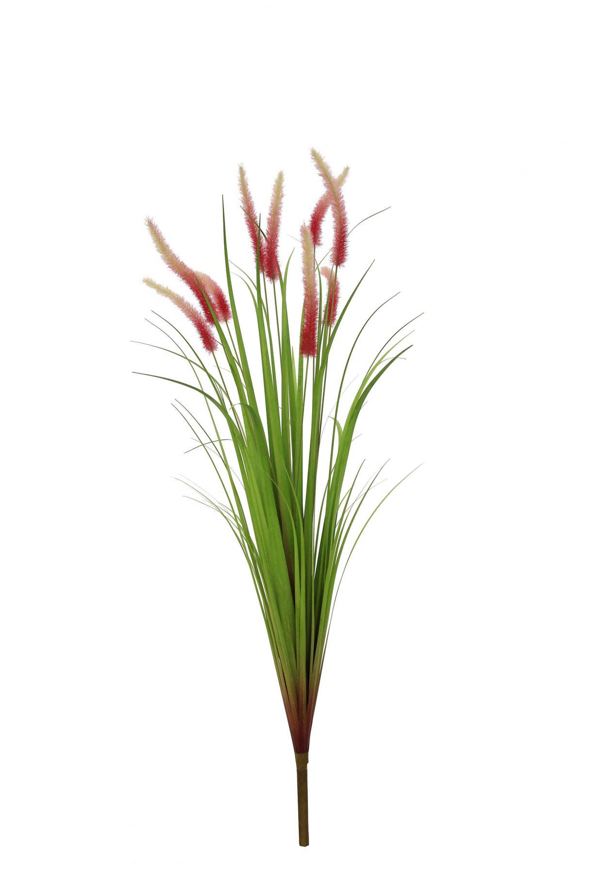 Dogtail Grass