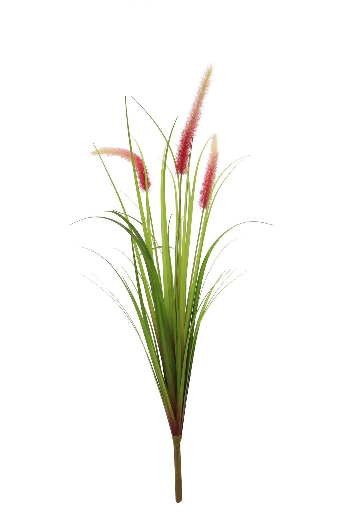 Dogtail Grass
