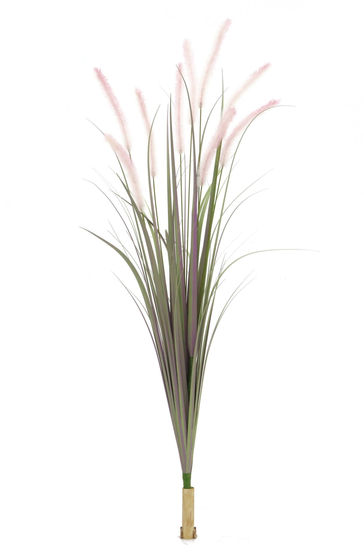 Dogtail Grass