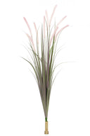 Dogtail Grass