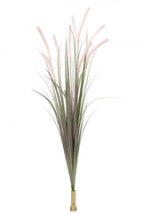 Dogtail Grass