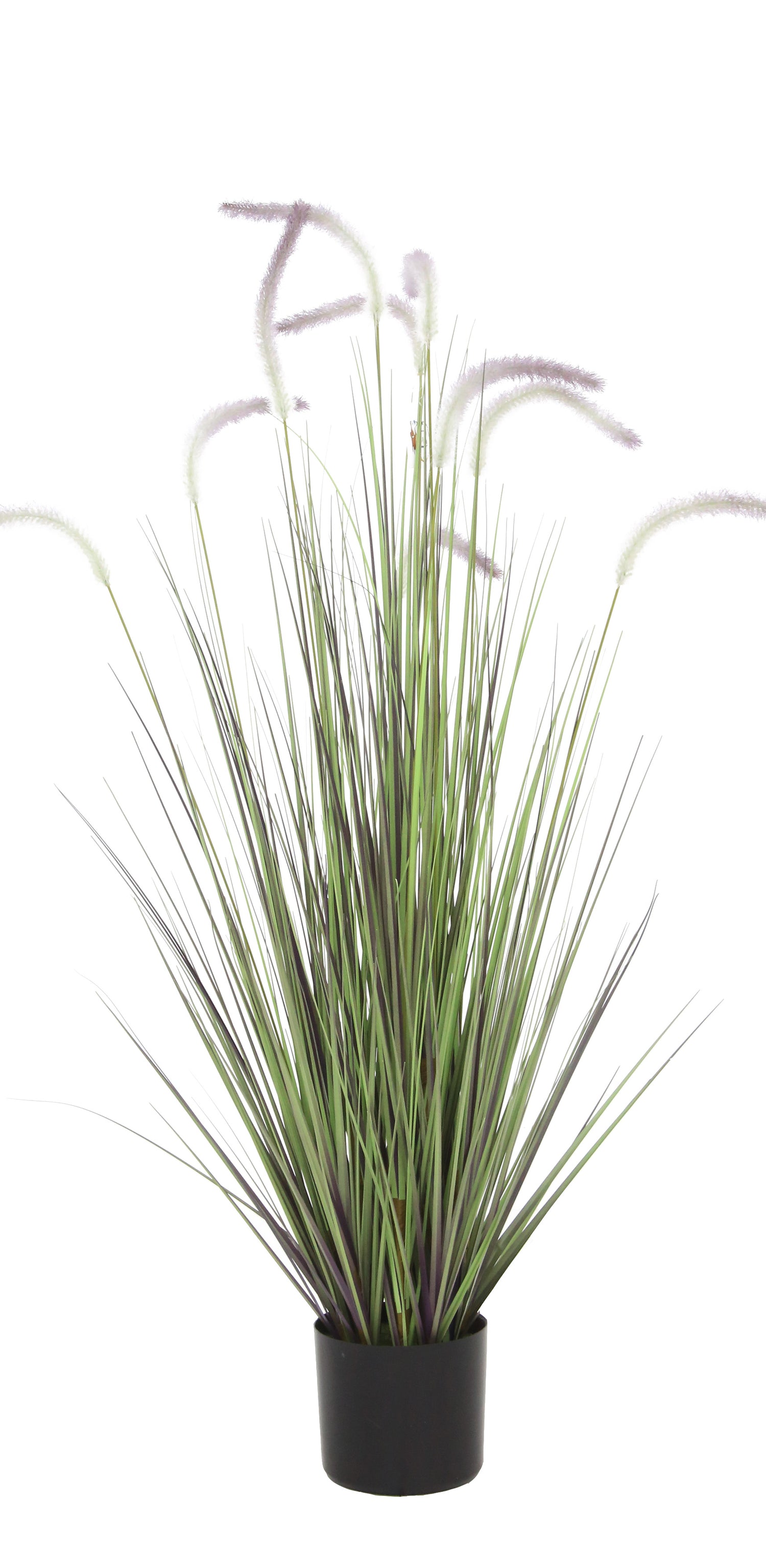 Dogtail Grass
