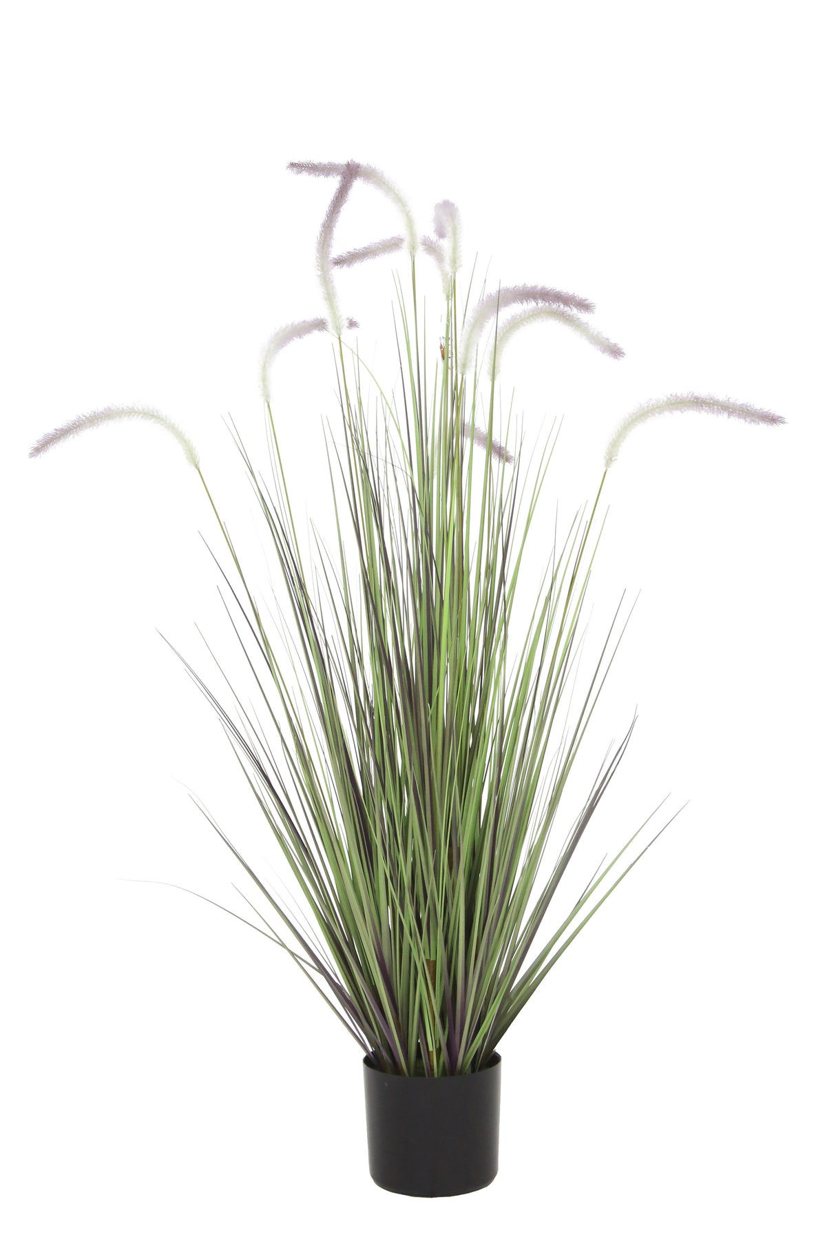 Dogtail Grass