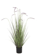 Dogtail Grass