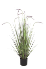 Dogtail Grass