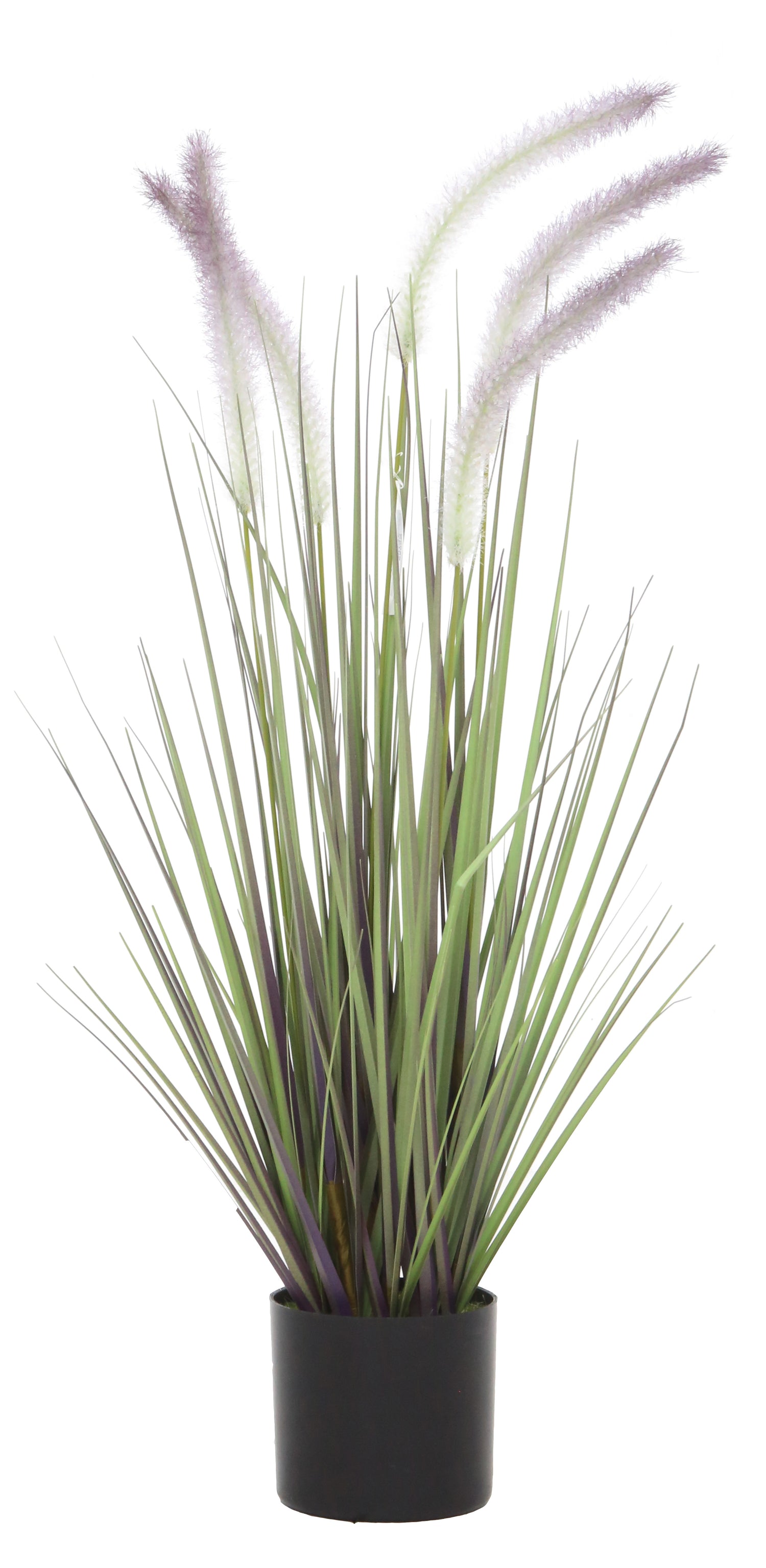 Dogtail Grass