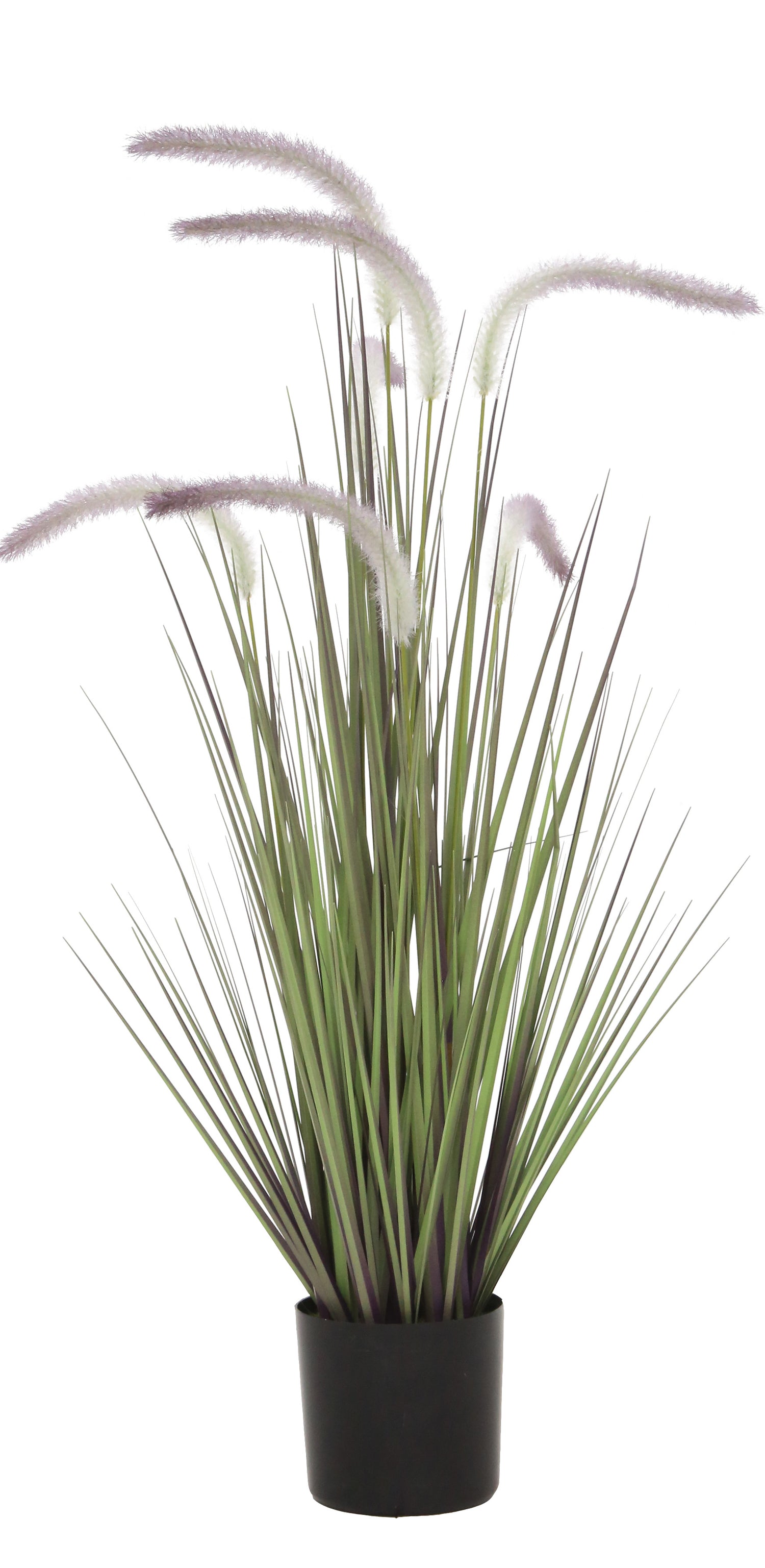 Dogtail Grass