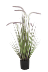 Dogtail Grass
