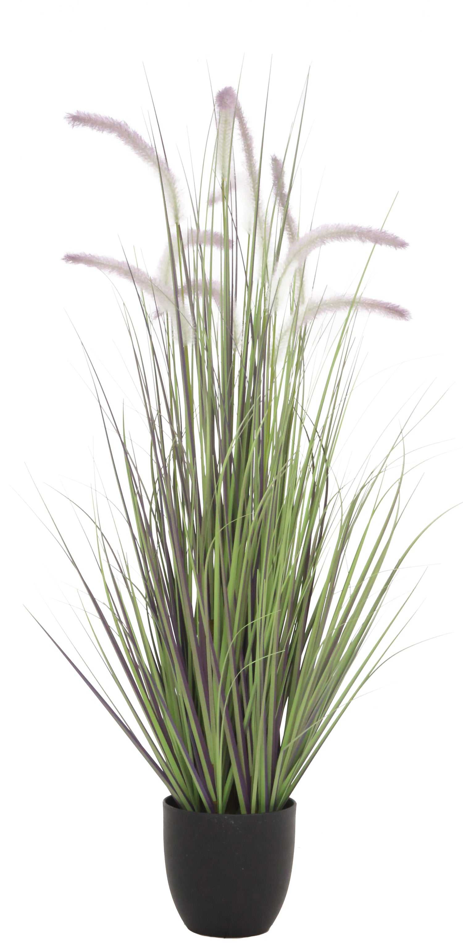 Dogtail Grass