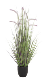 Dogtail Grass
