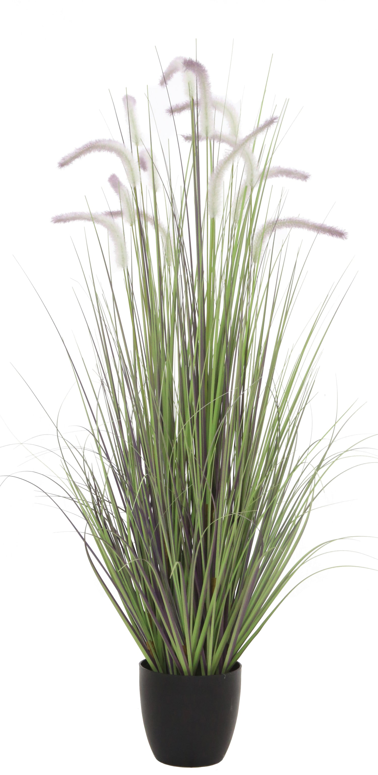 Dogtail Grass