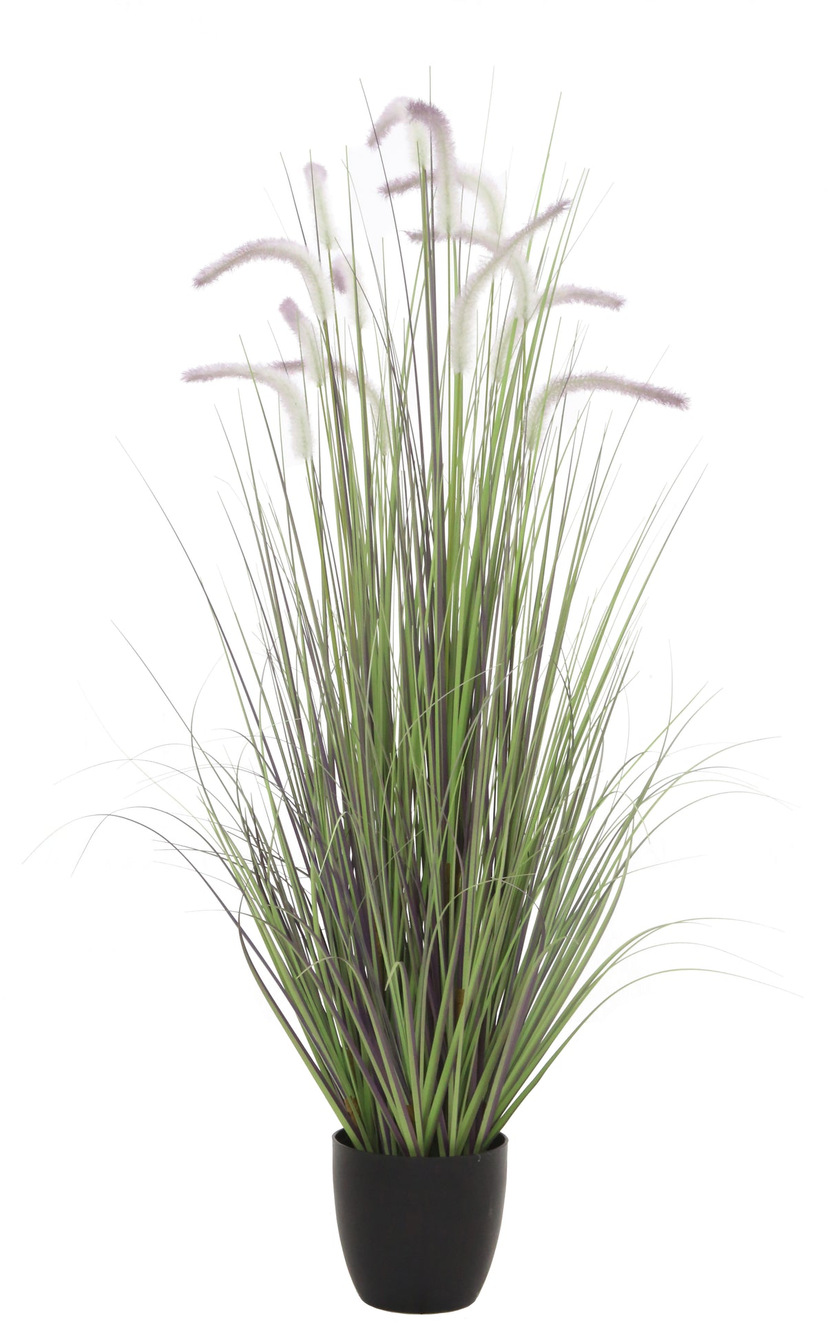 Dogtail Grass