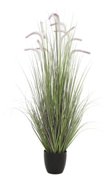 Dogtail Grass
