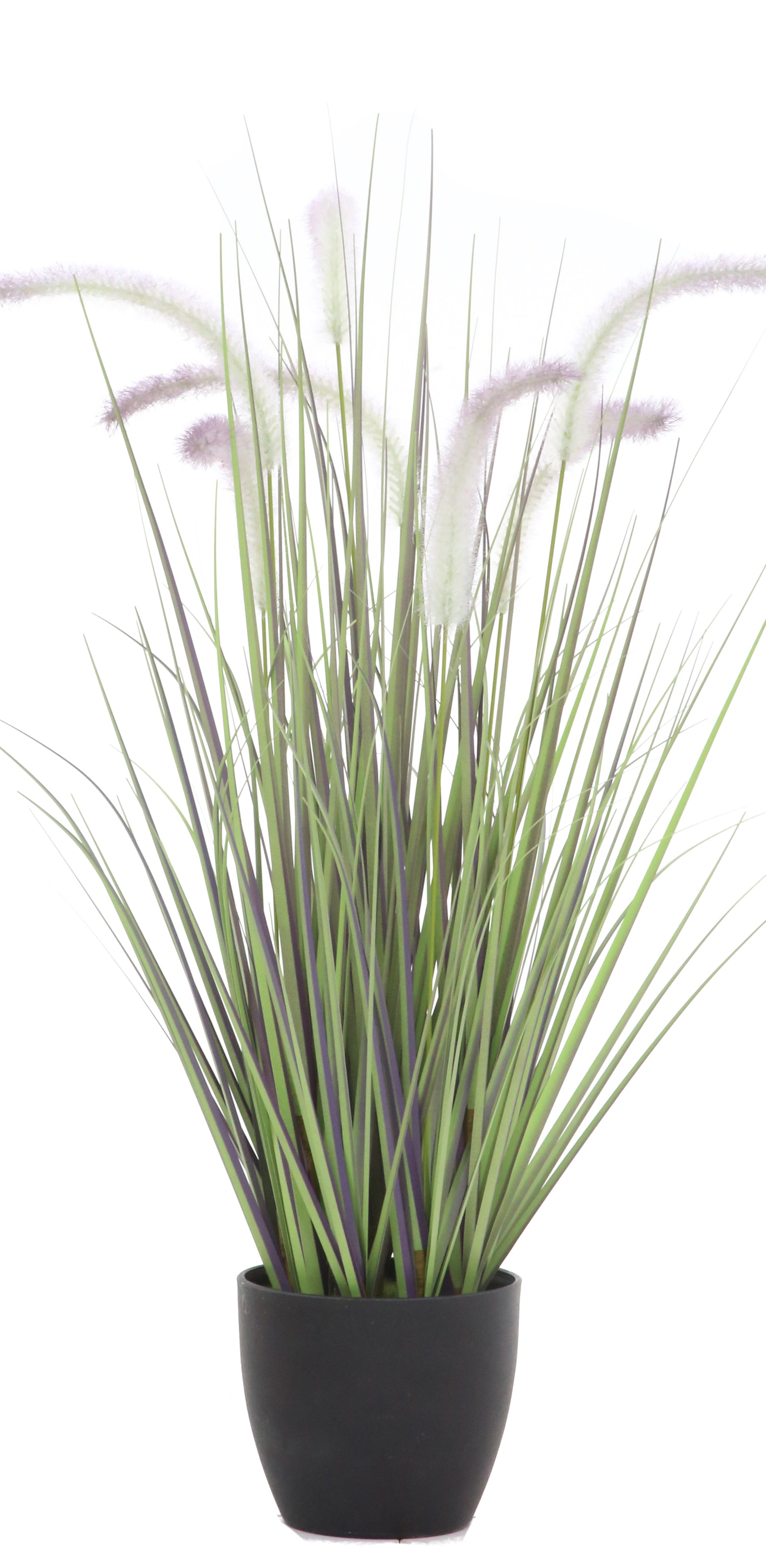 Dogtail Grass