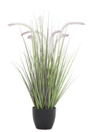 Dogtail Grass