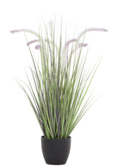 Dogtail Grass