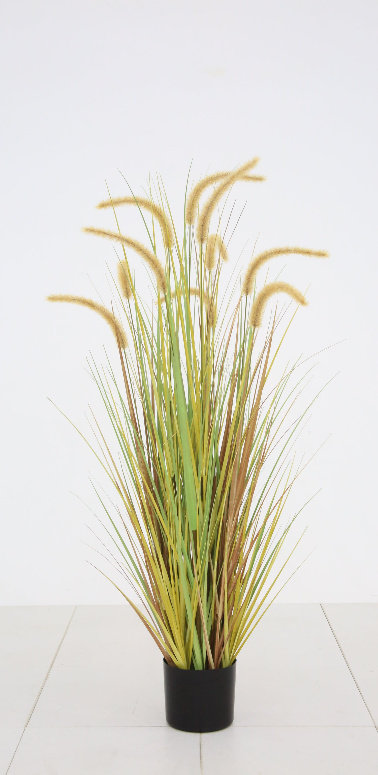 Dogtail Grass