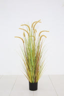 Dogtail Grass