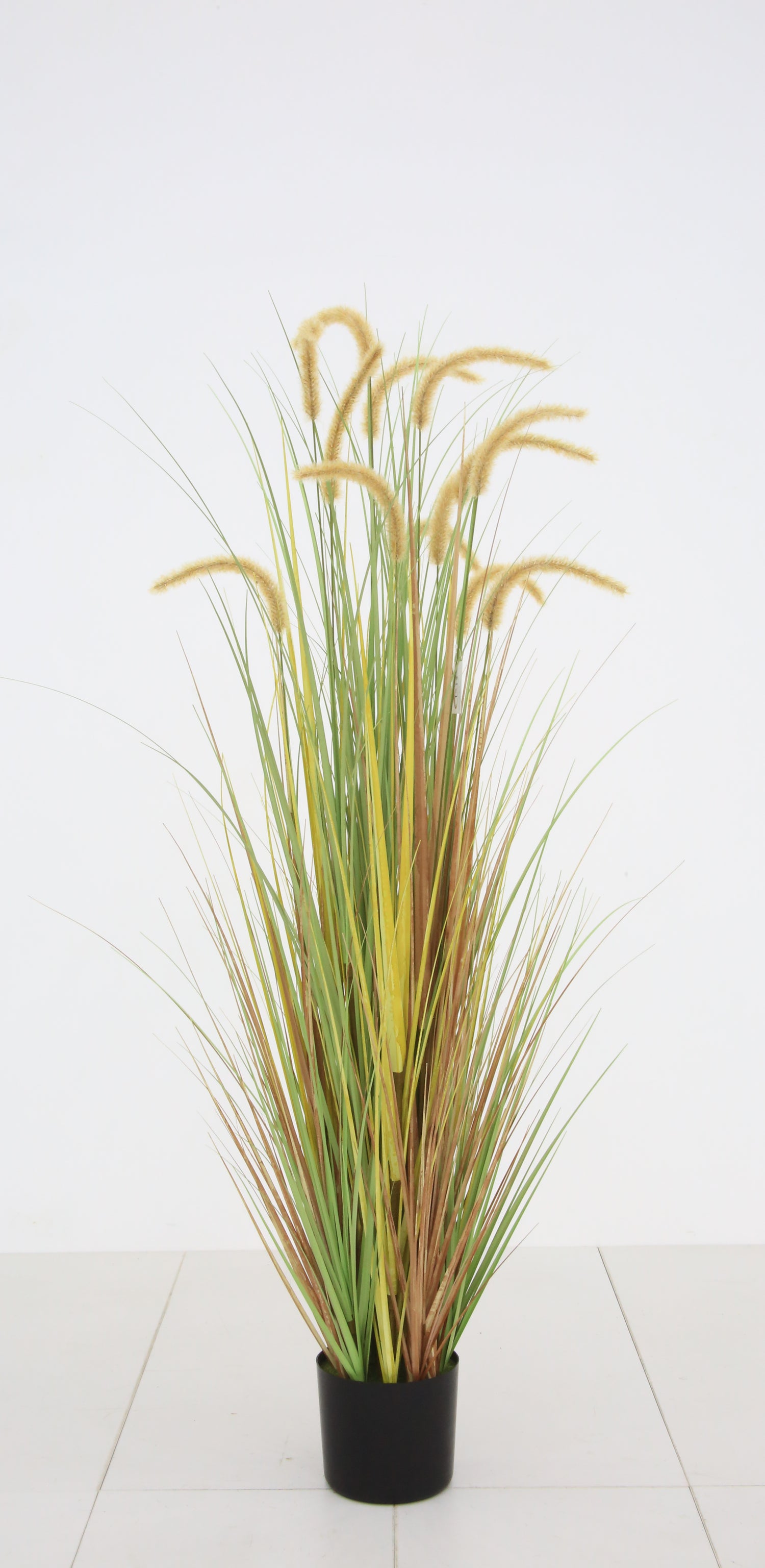 Dogtail Grass