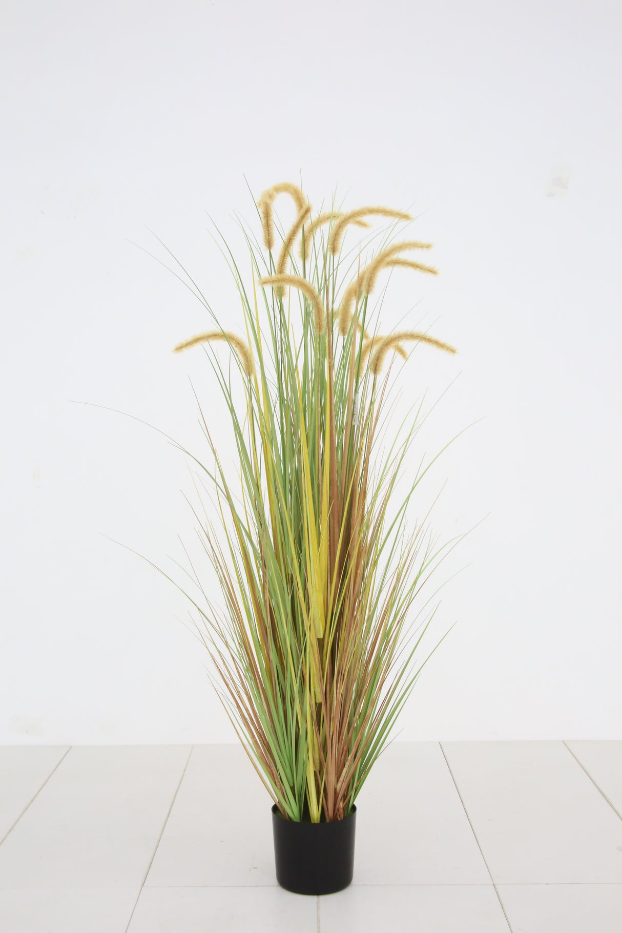 Dogtail Grass