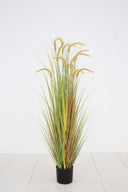 Dogtail Grass