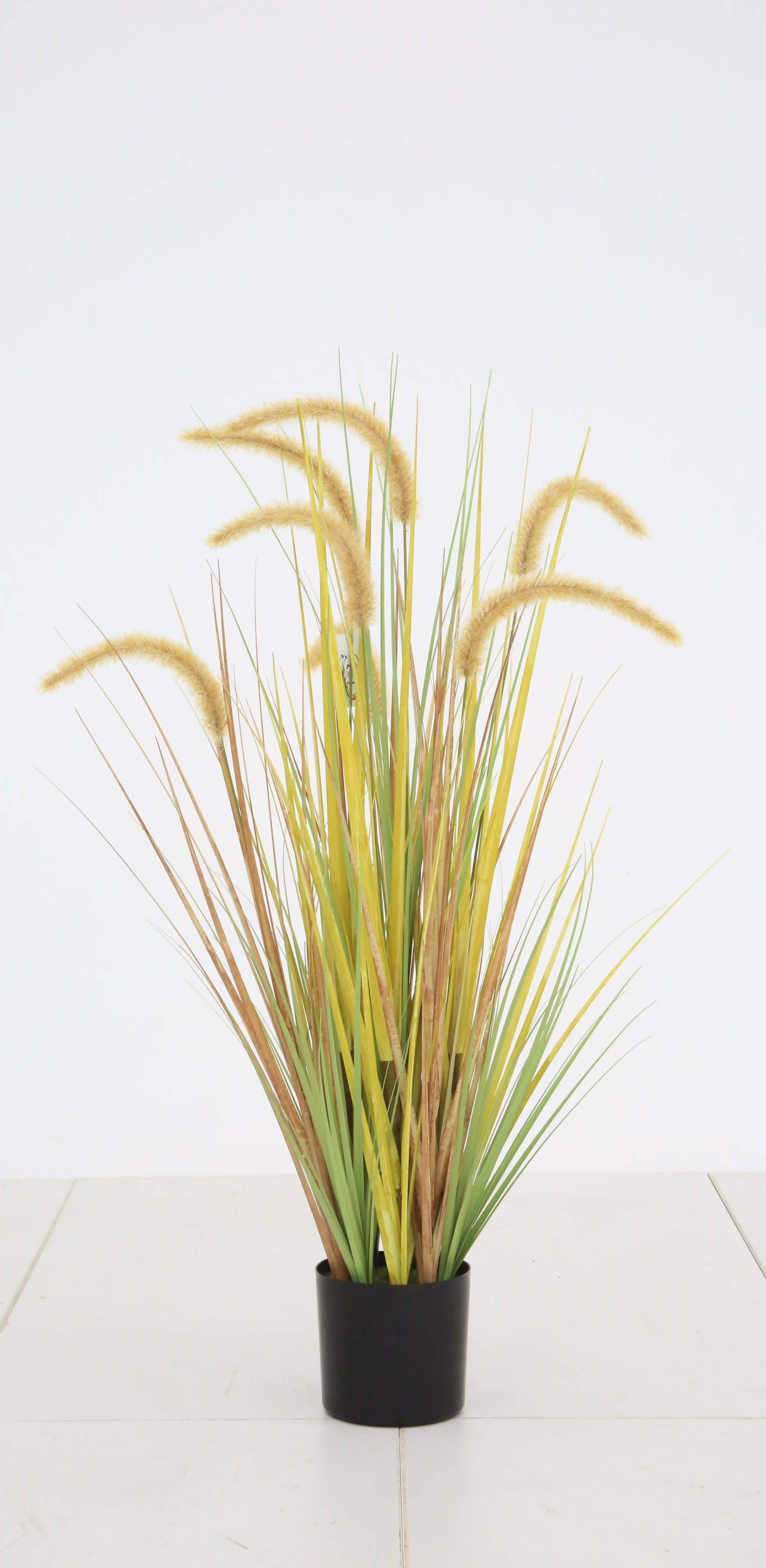 Dogtail Grass