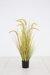 Dogtail Grass