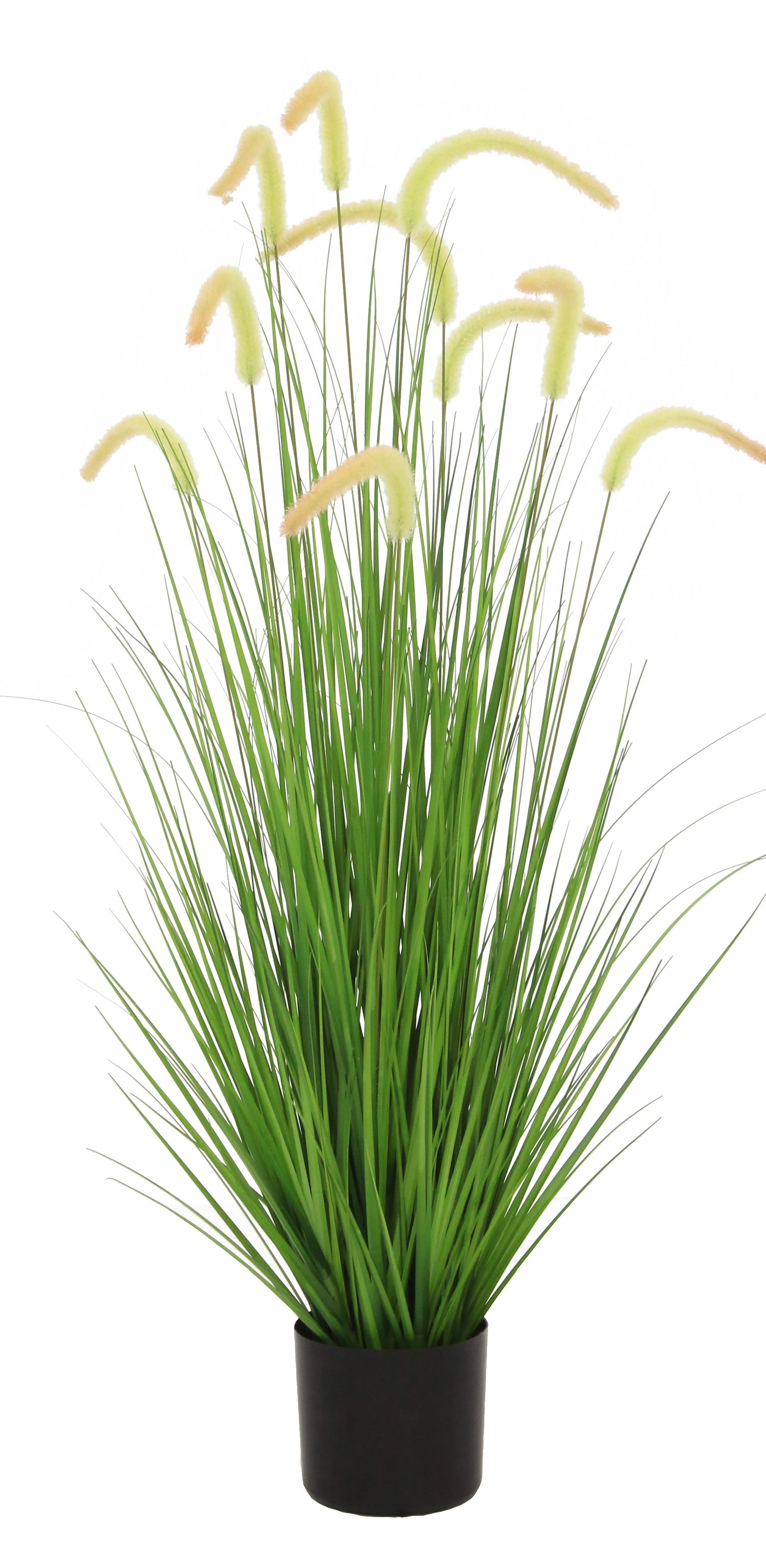 Dogtail Grass