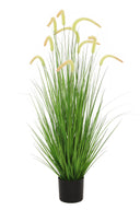 Dogtail Grass