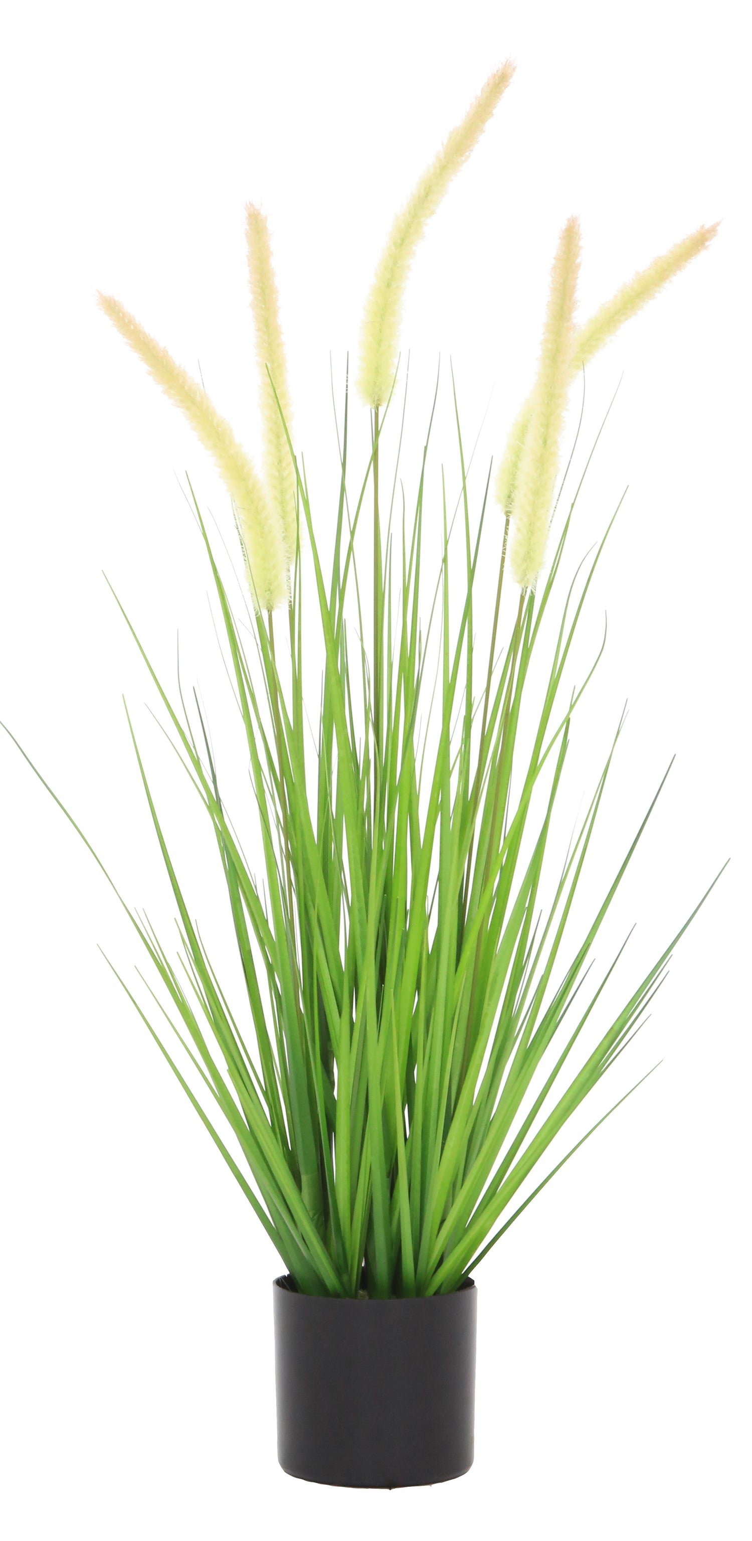 Dogtail Grass