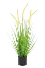 Dogtail Grass
