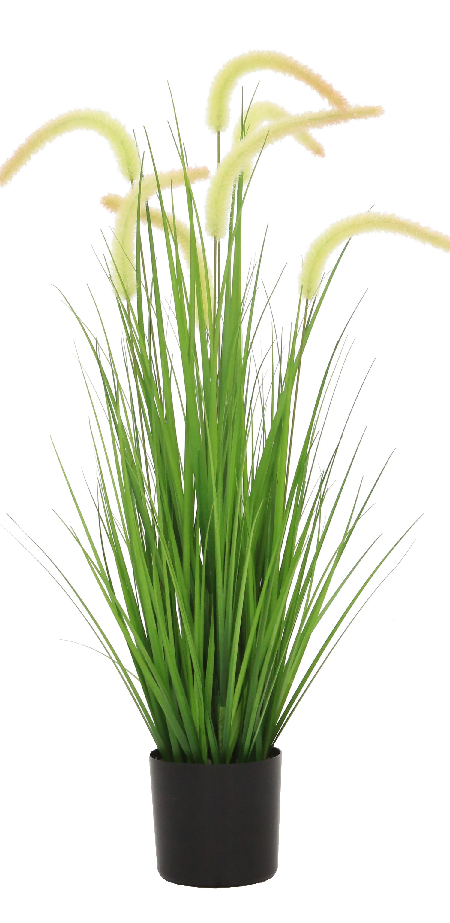 Dogtail Grass