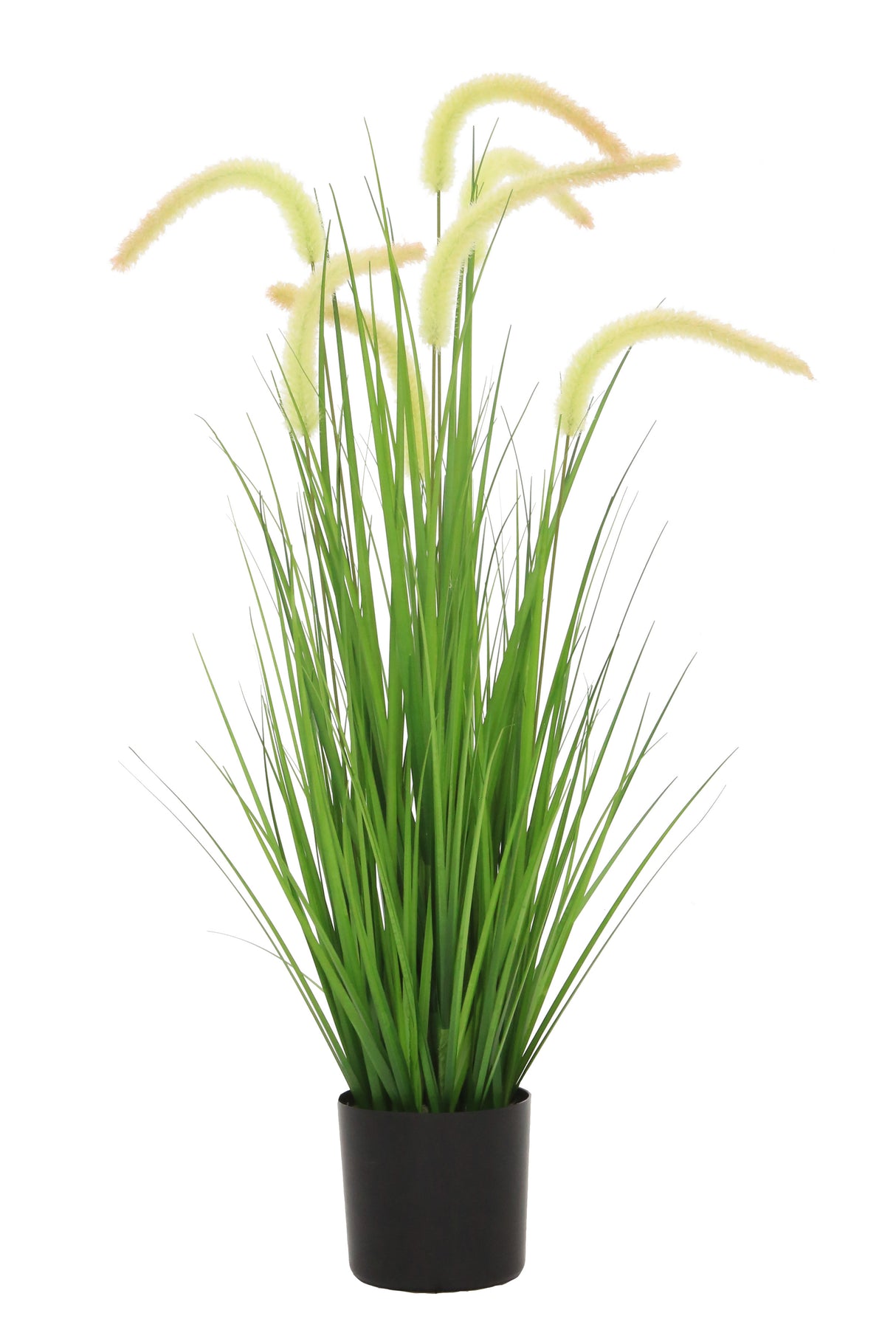 Dogtail Grass