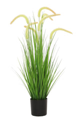 Dogtail Grass