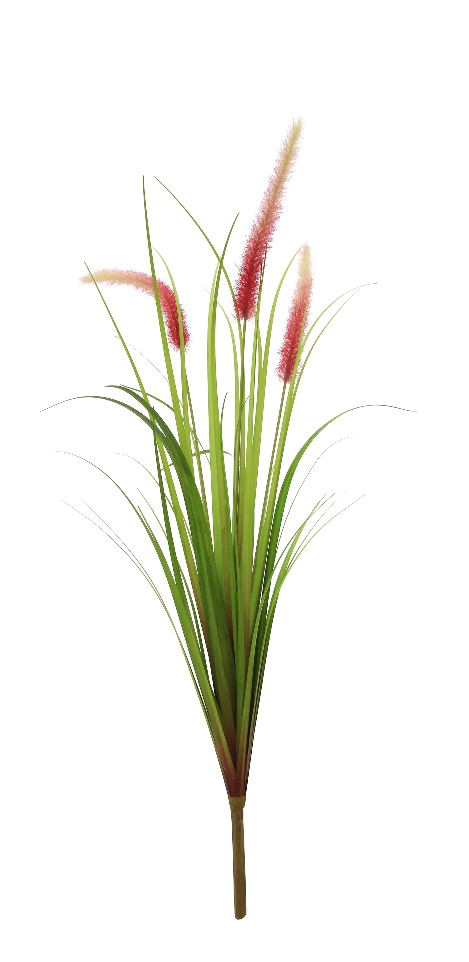 Dogtail Grass