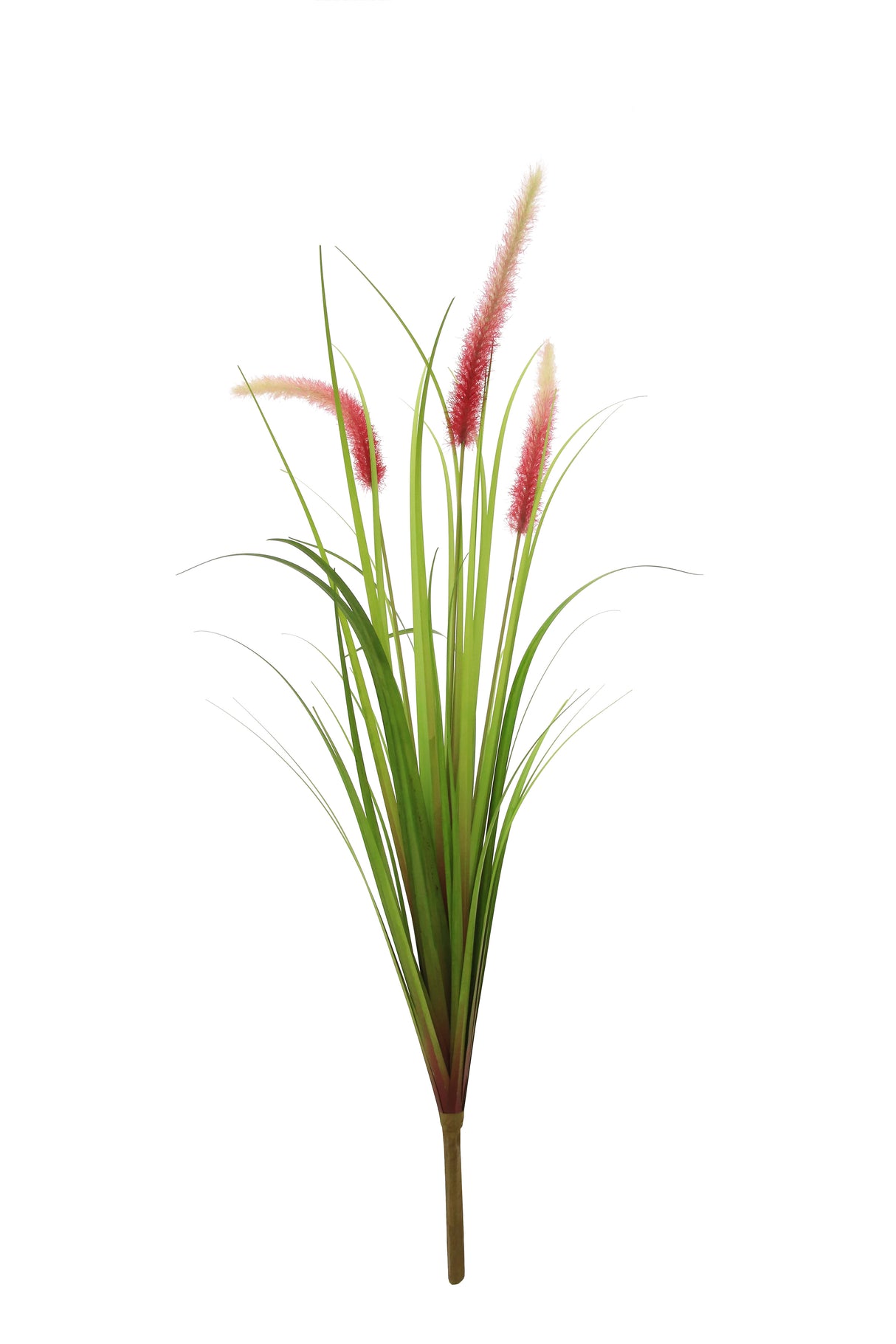 Dogtail Grass