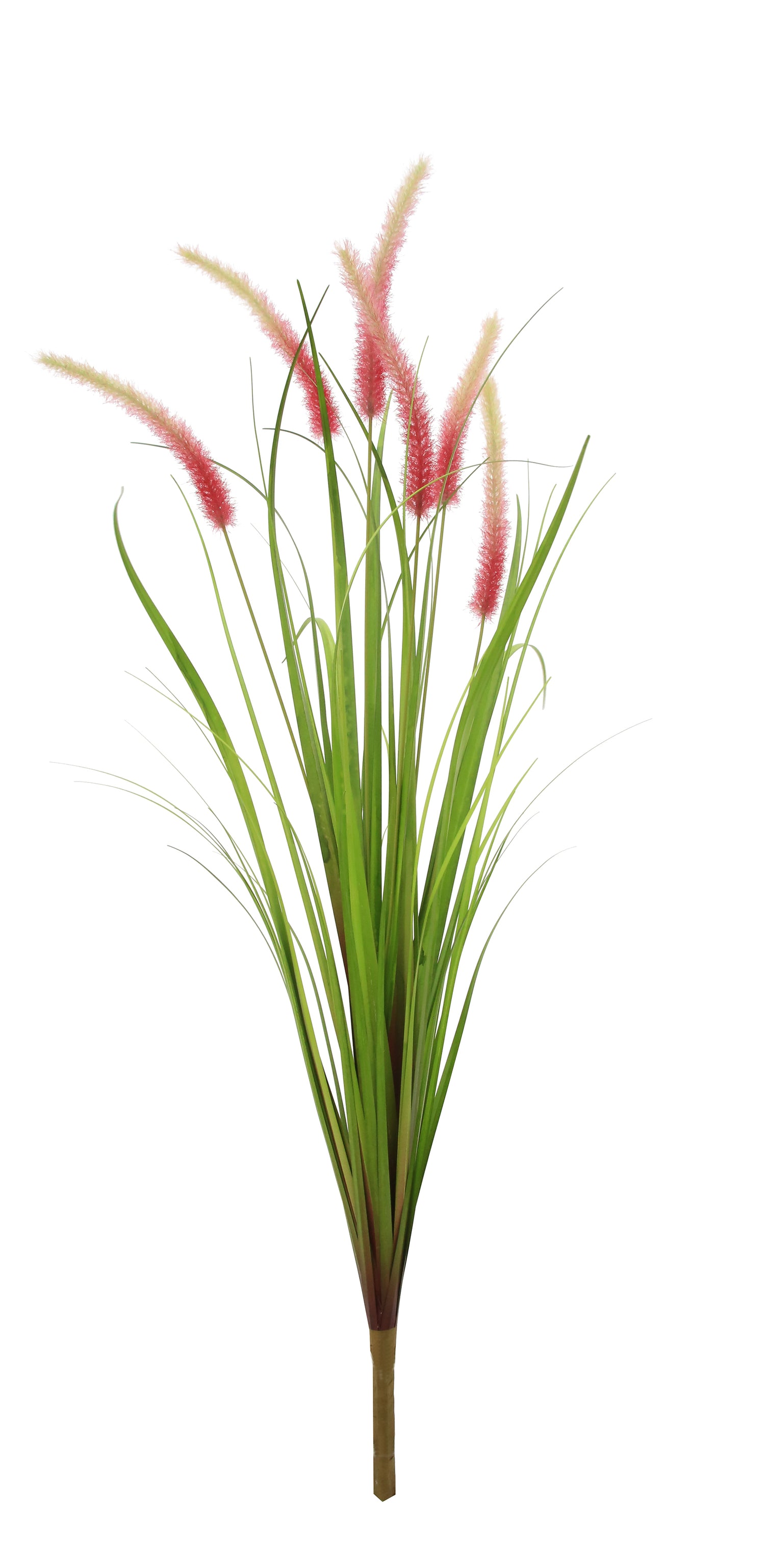 Dogtail Grass