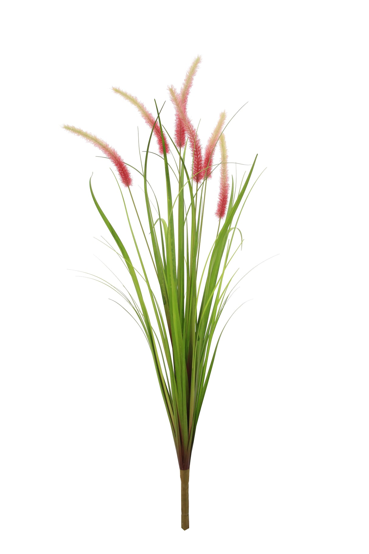 Dogtail Grass
