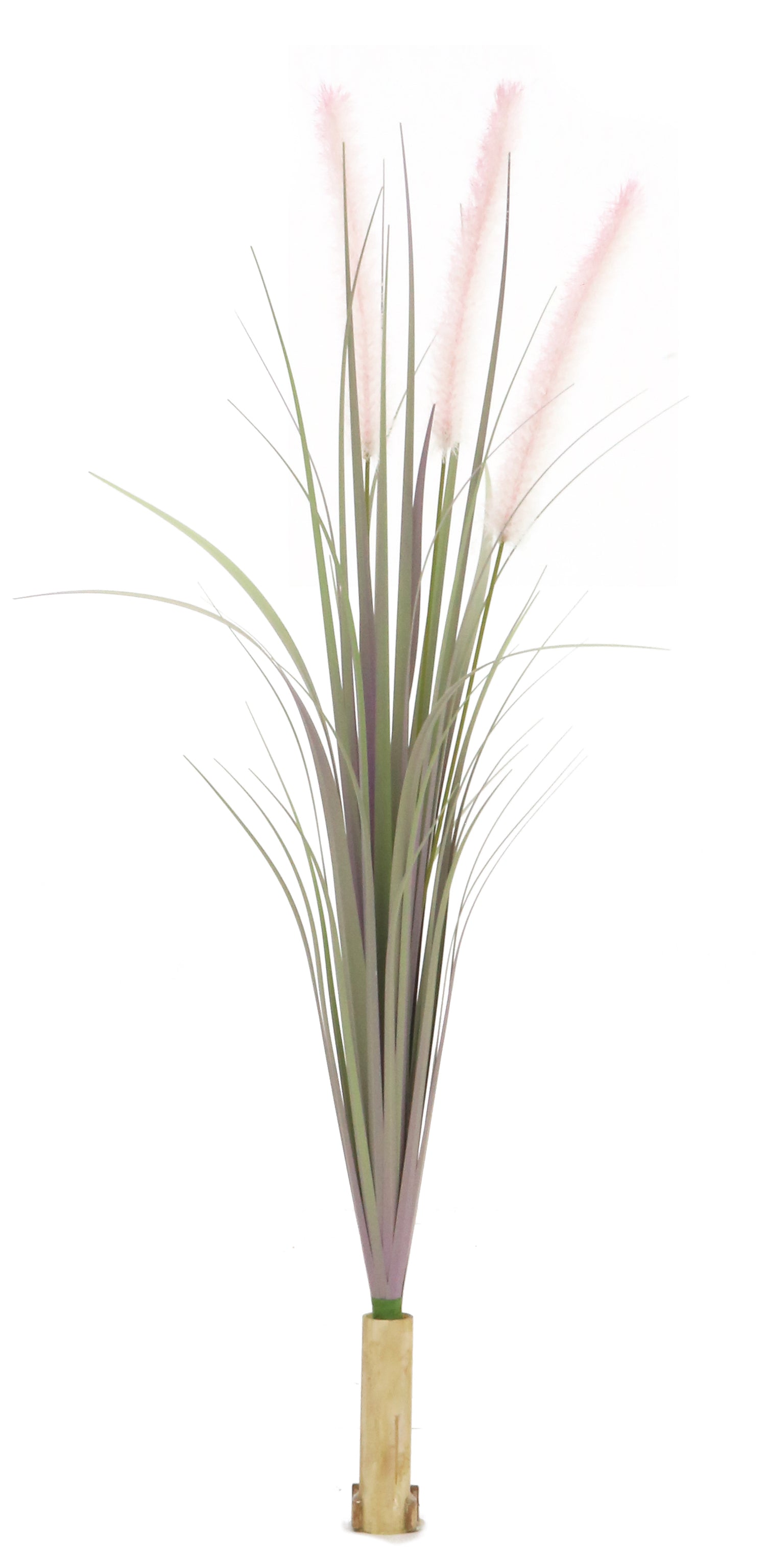 Dogtail Grass