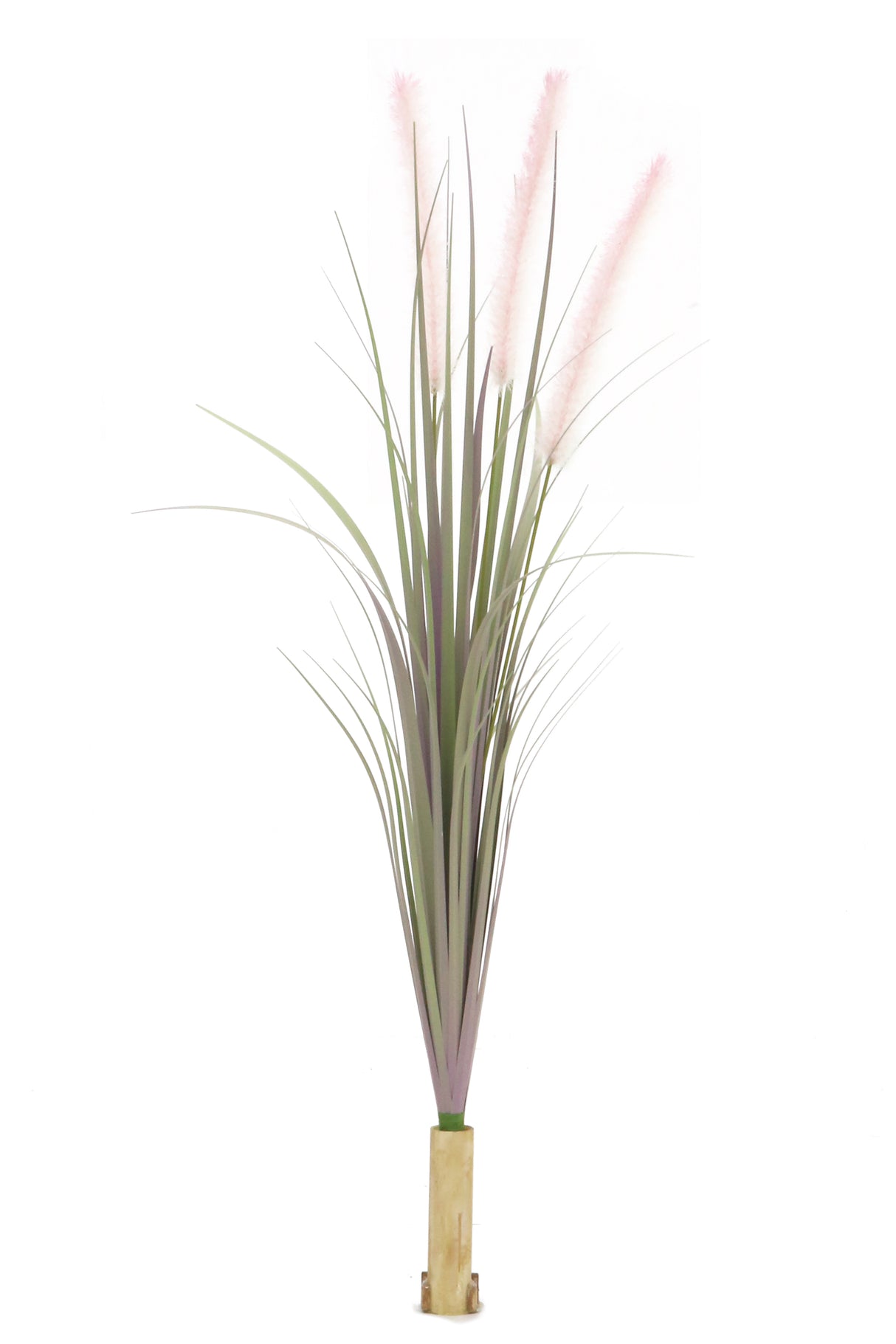 Dogtail Grass