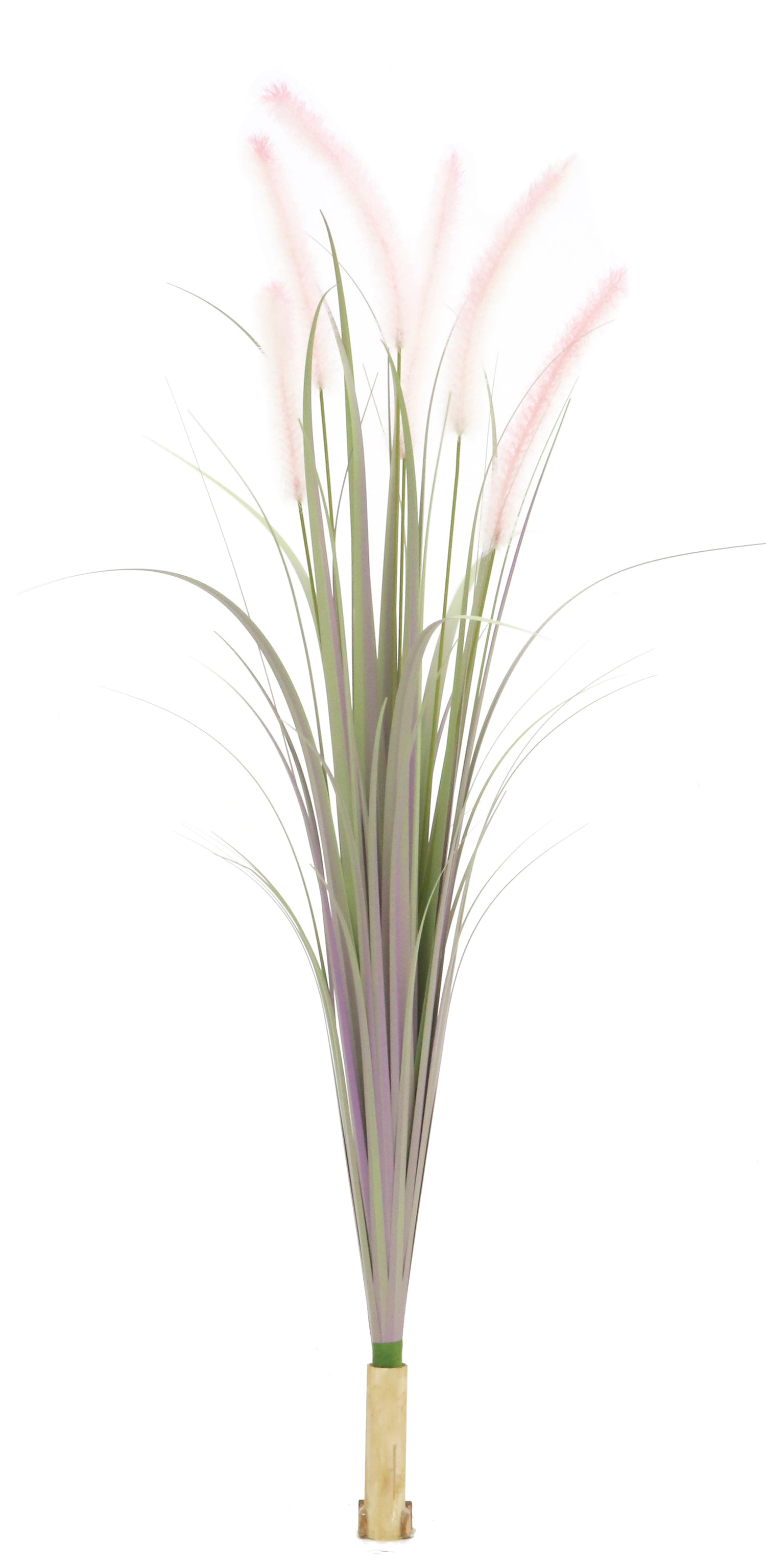 Dogtail Grass