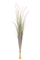 Dogtail Grass