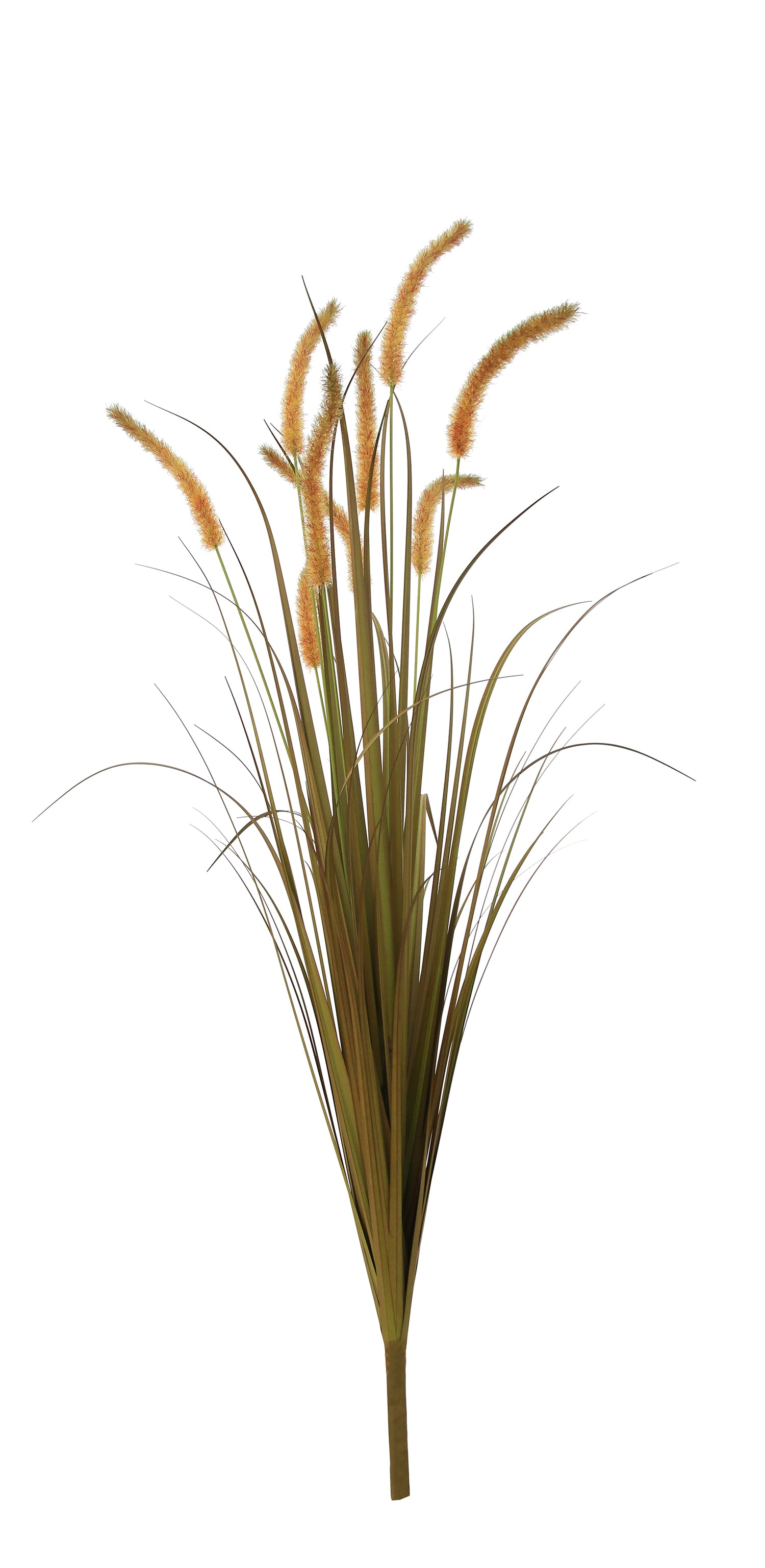 Dogtail Grass