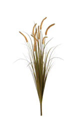 Dogtail Grass