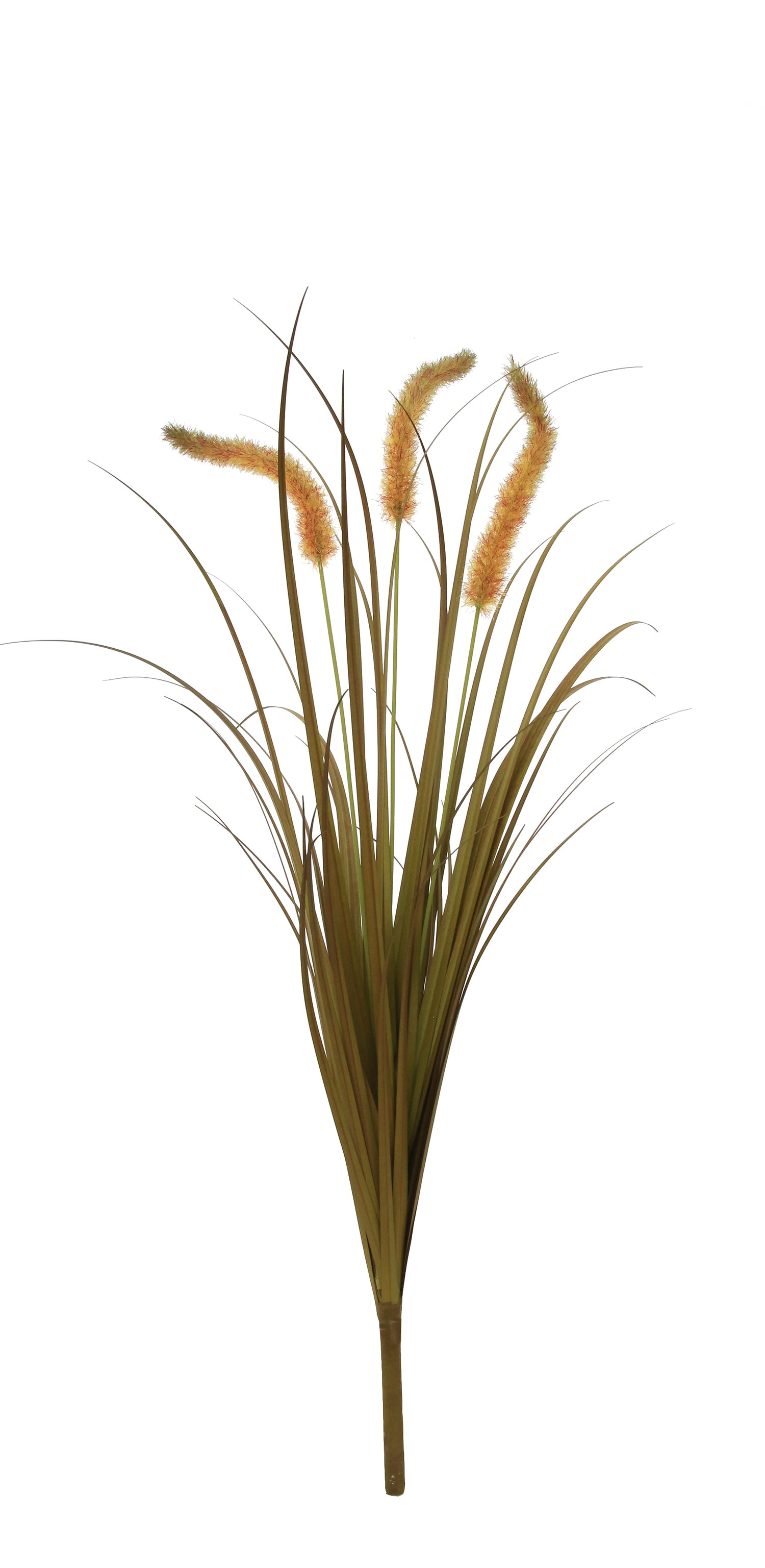 Dogtail Grass