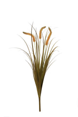 Dogtail Grass