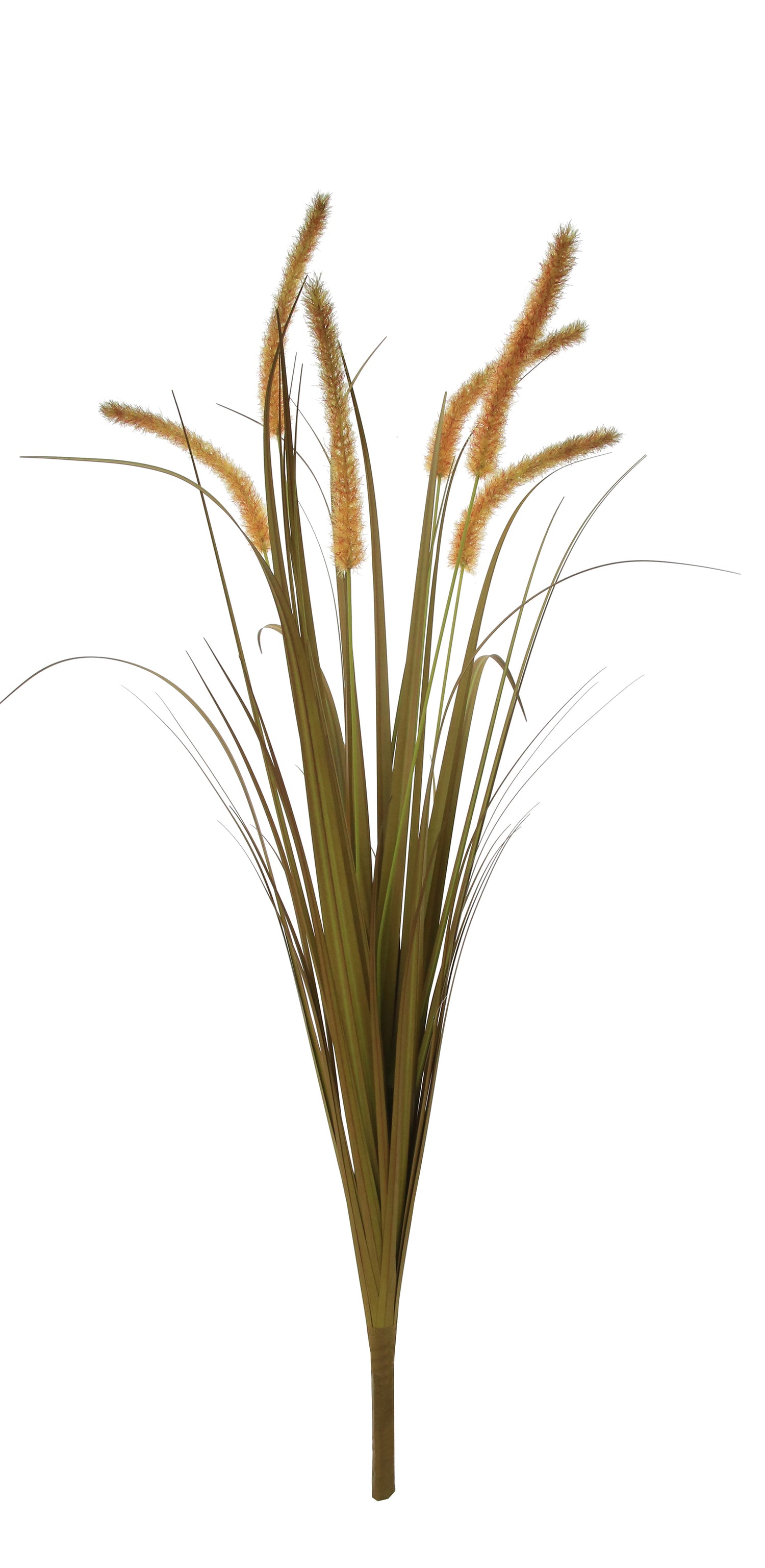 Dogtail Grass
